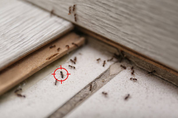 Best Spider Control Near Me  in Glasgow, VA