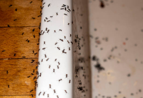 Professional Pest Control in Glasgow, VA