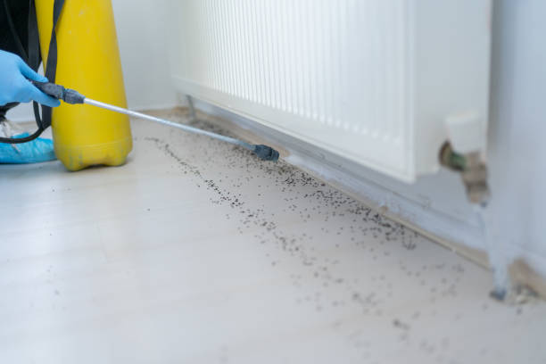 Best Local Pest Control Services  in Glasgow, VA